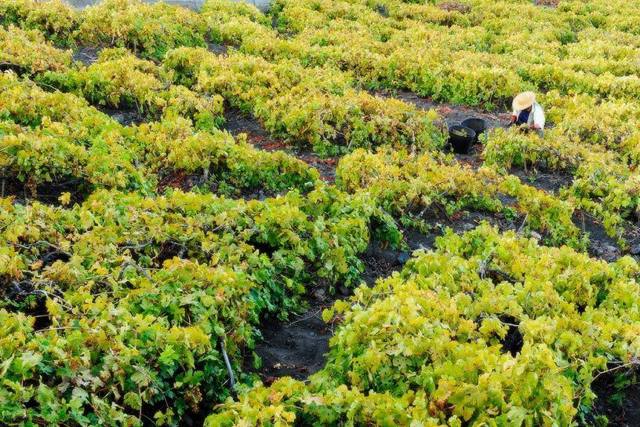 Enoturismo en Bodegas Carballo