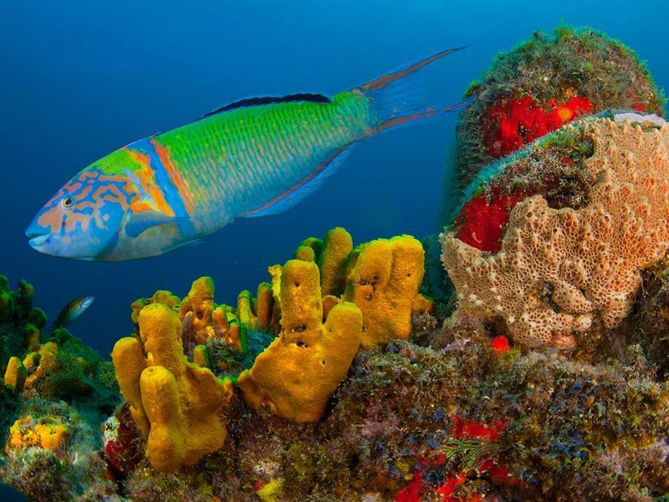 Colores del Atlántico — snorkel en Fuencaliente