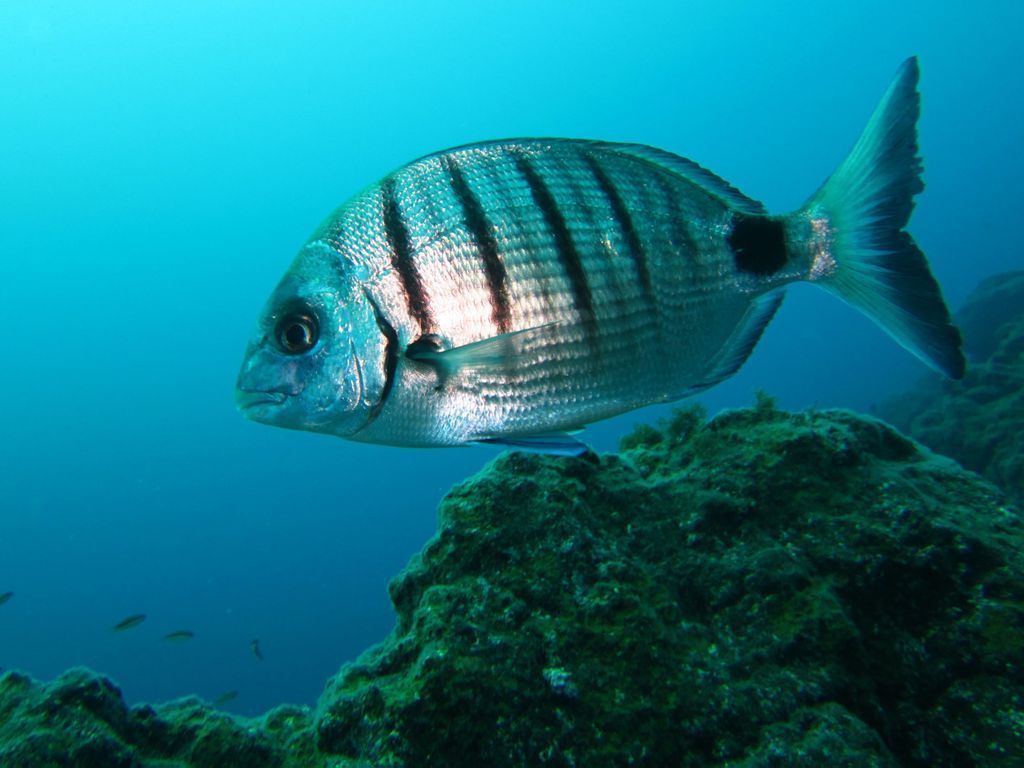 Sitio de buceo Faro de Fuencaliente