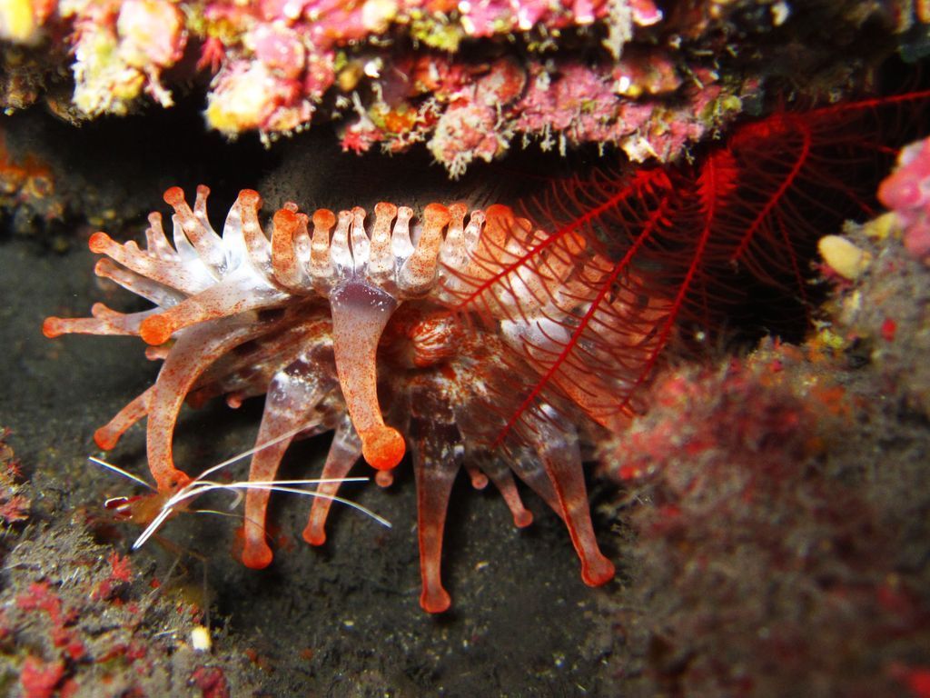Sitio de buceo Punta de Los Molinos