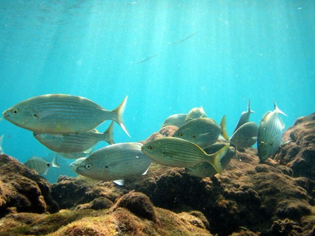 Sol y peces