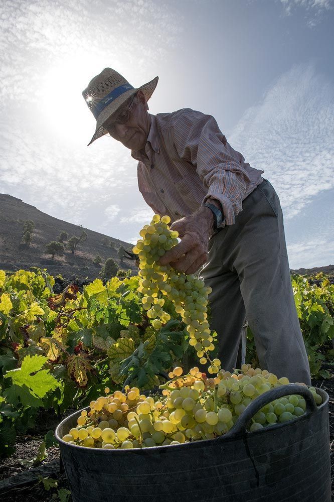 Enoturismo en Fuencaliente